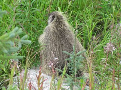 Image of North American porcupine