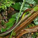 Image of Beautiful Bronzeback Tree Snake