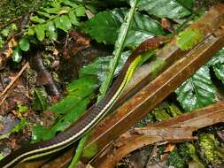 Image of colubrid snakes