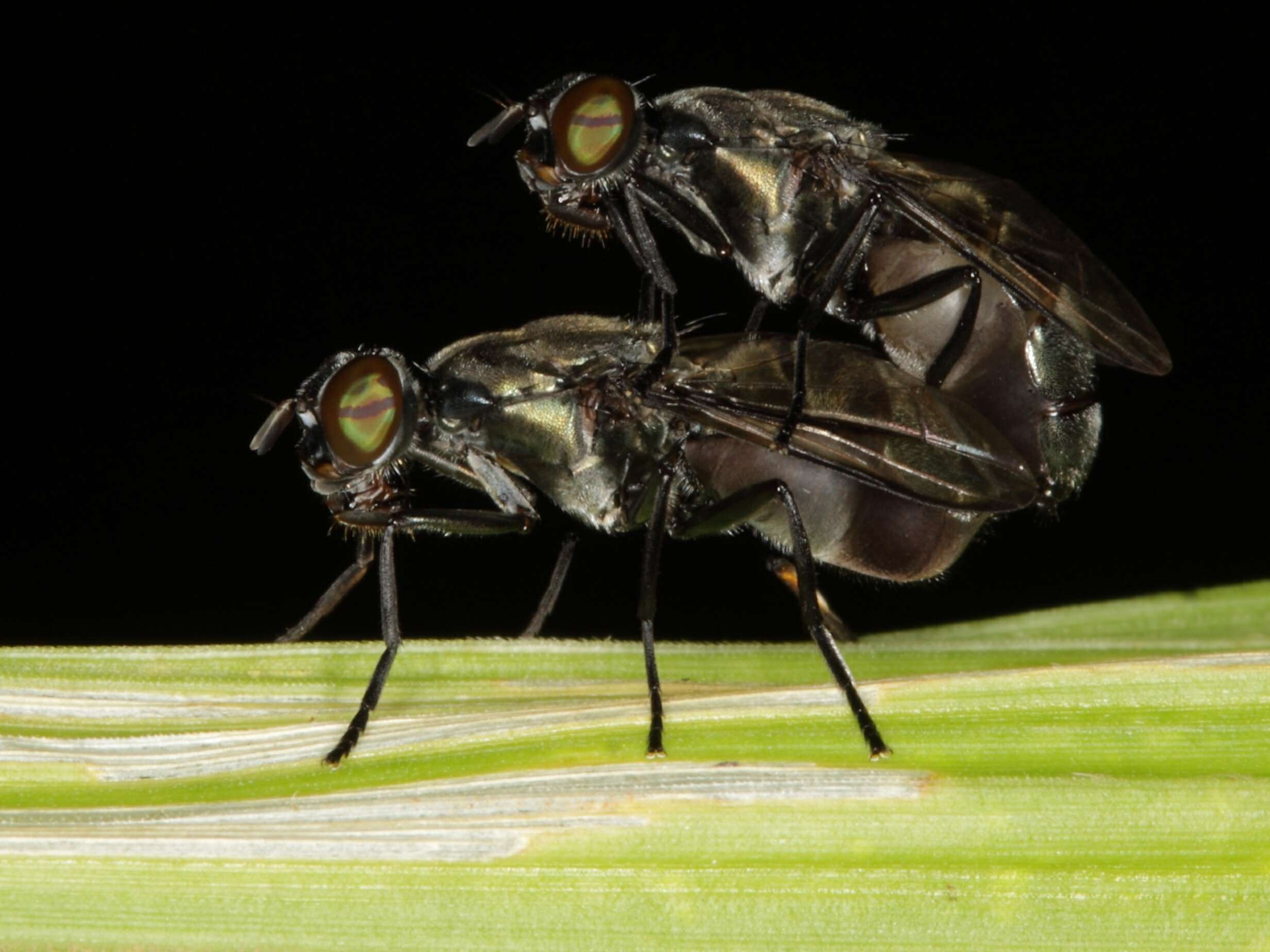 Image of signal flies