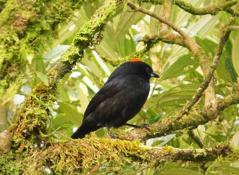 صورة Tachyphonus delatrii Lafresnaye 1847