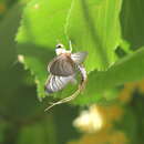 Image of Tisza mayfly