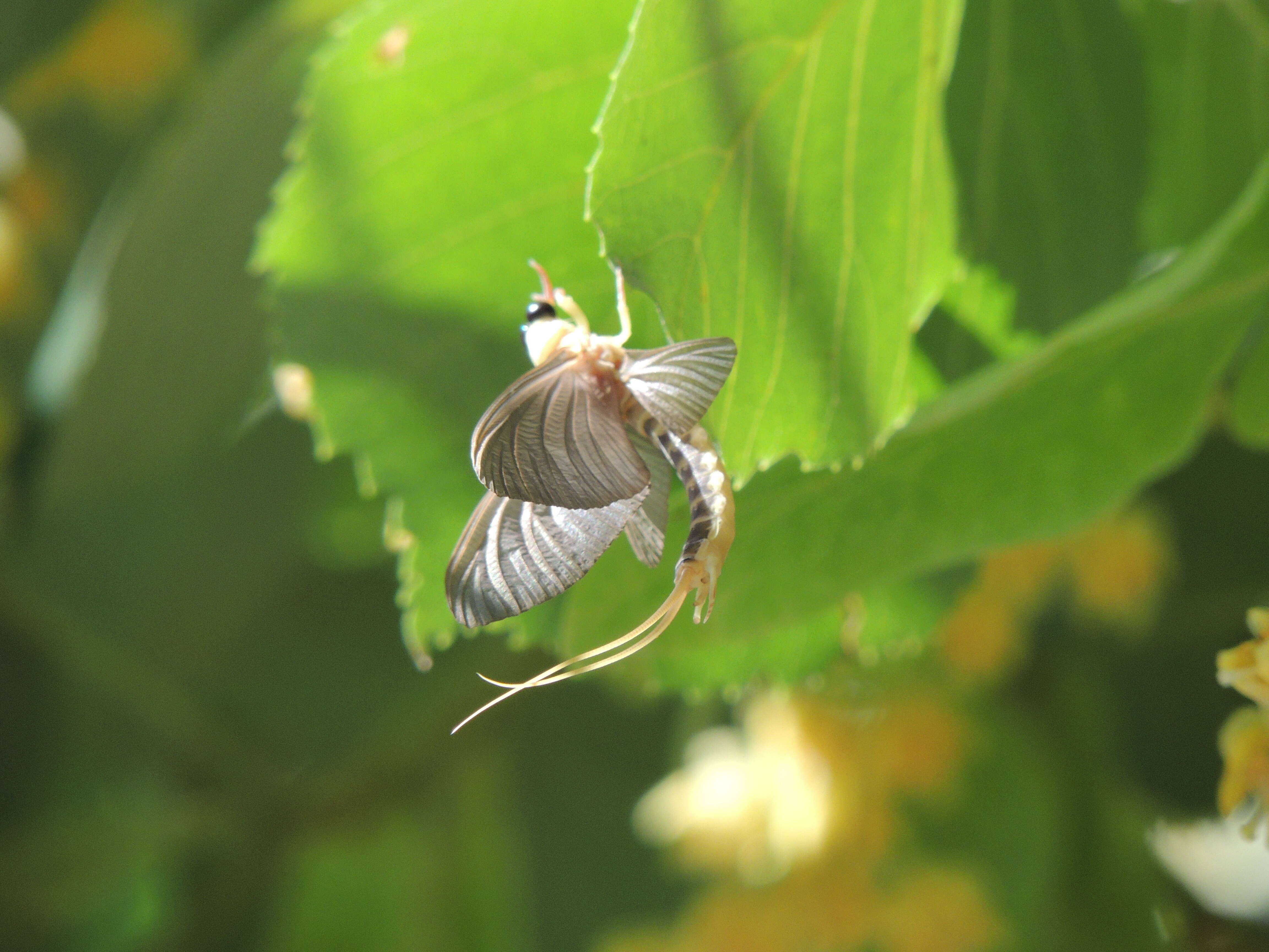 Image of riverbed burrower mayflies