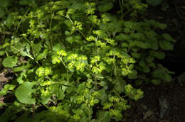 Image of golden saxifrage