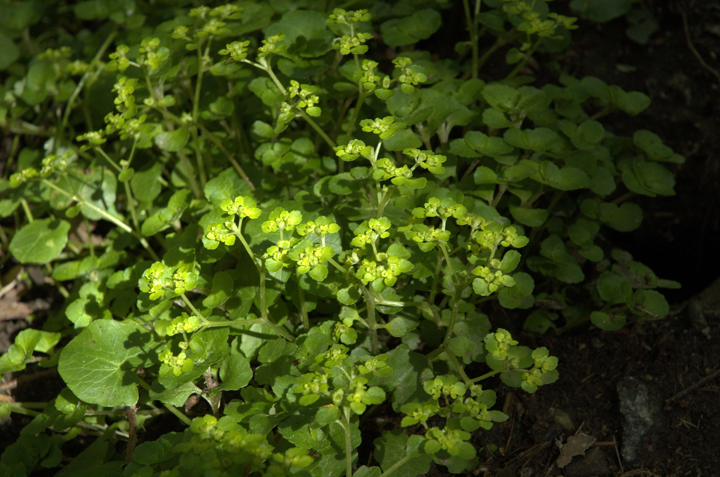 Image of Opposite-leaved Golden Saxifrage