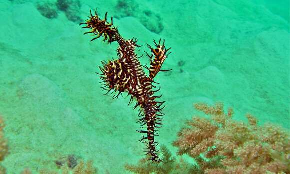 Image of green ghost pipefish