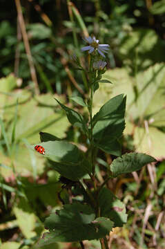 Image of Drummond's aster