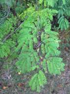 Image of albizia