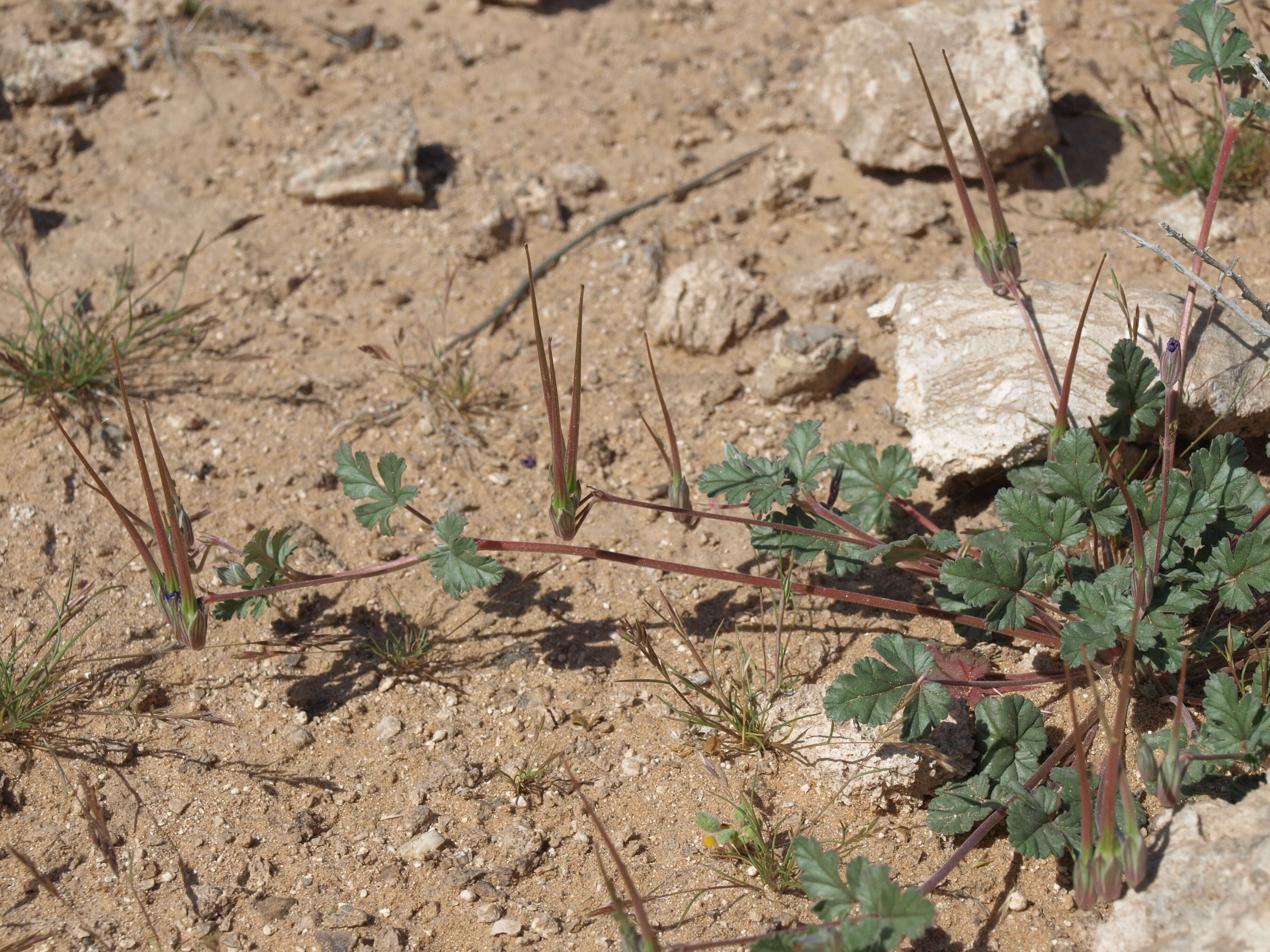 Image of stork's bill