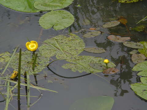 Image of Yellow Water-lily