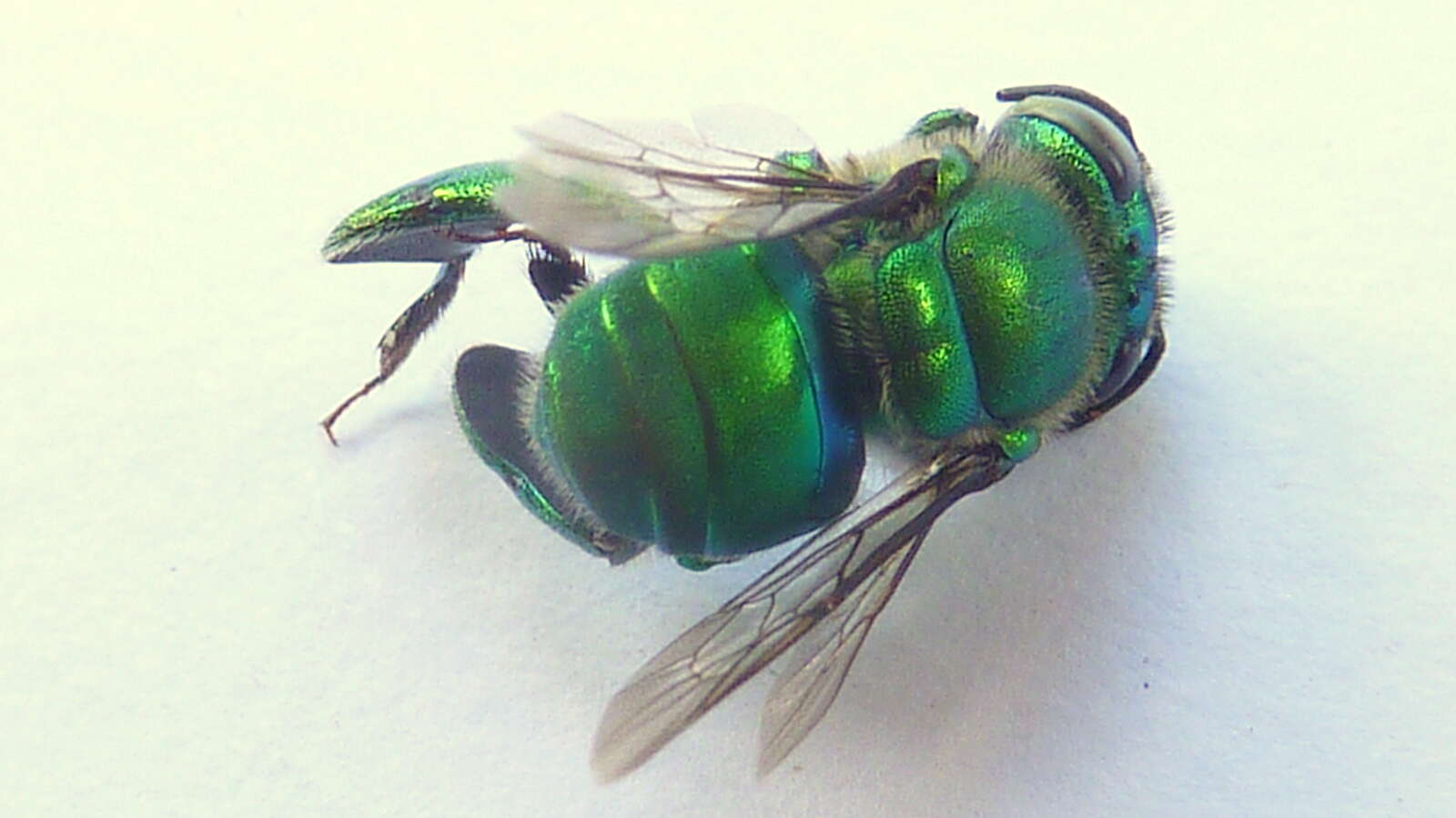 Image of Typical Orchid Bees