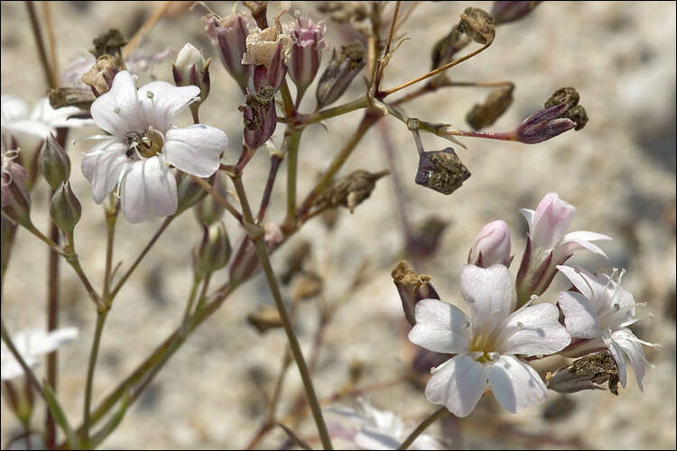 Imagem de Gypsophila