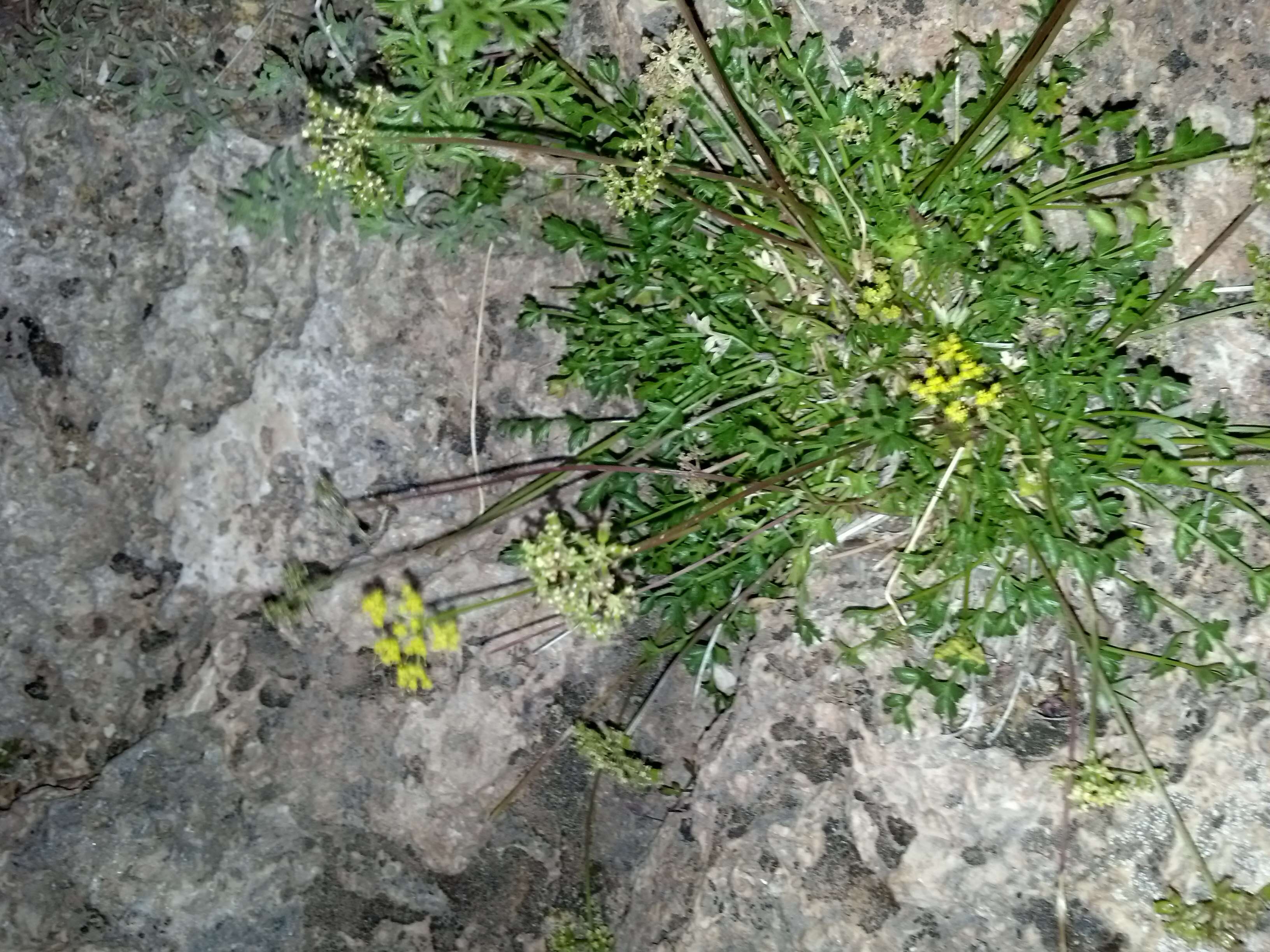 Image of Indian parsley