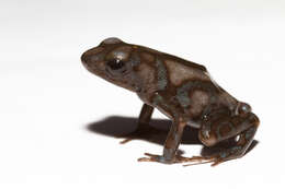 Image of Gold Arrow-poison Frog