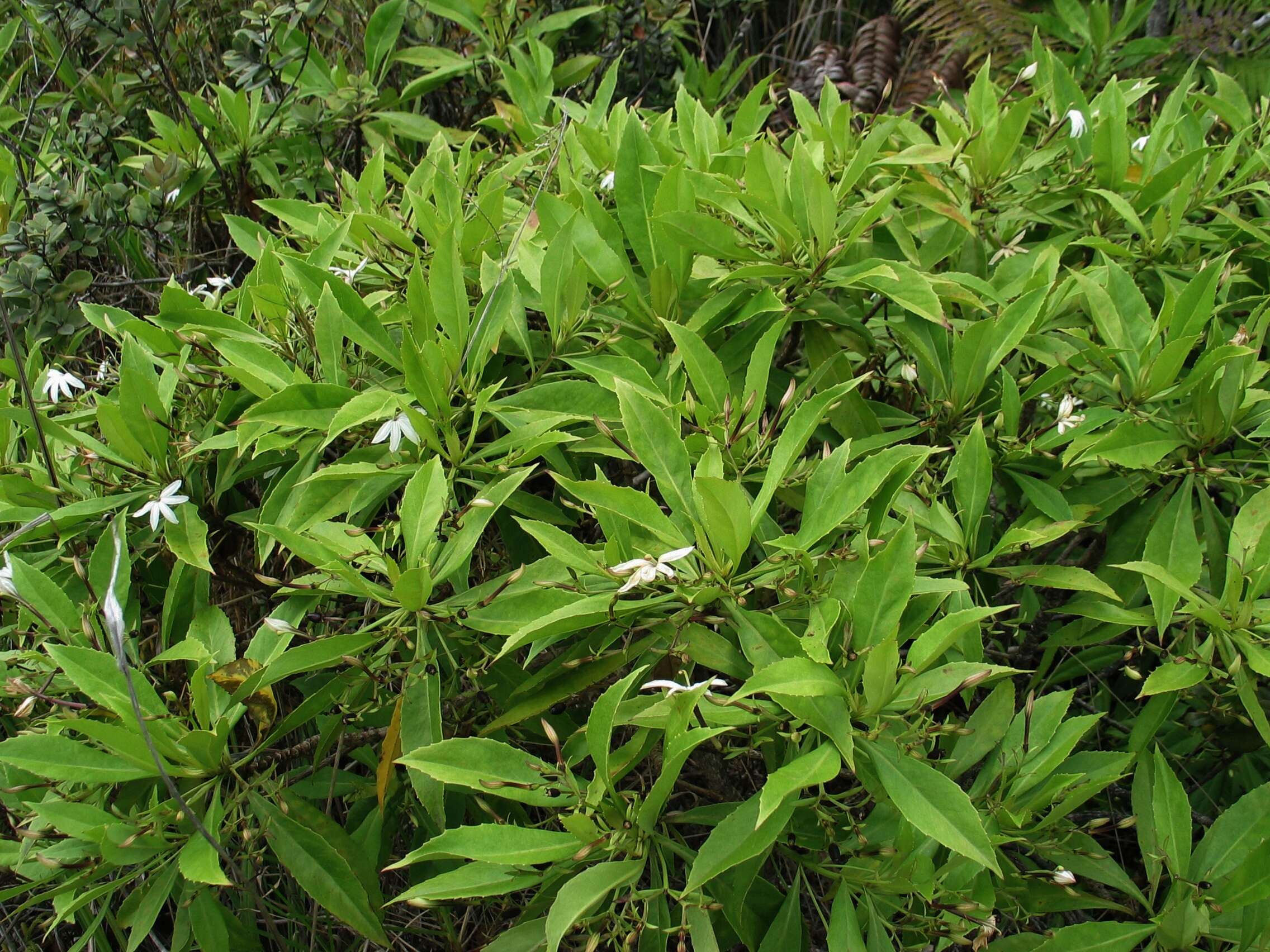 Imagem de Scaevola chamissoniana Gaud.