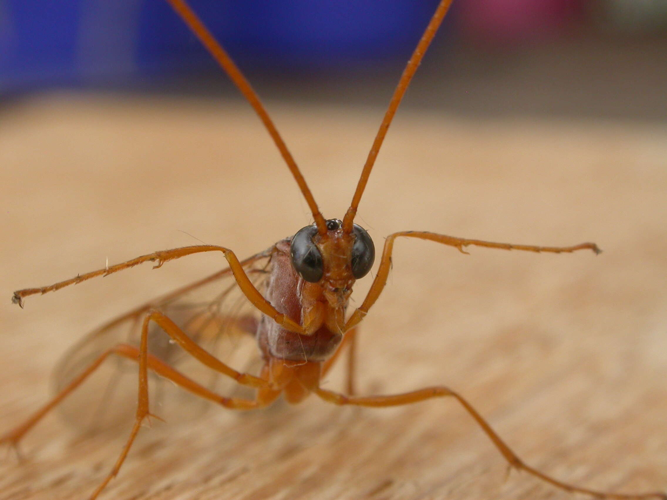 Image of Enicospilus sausi Gauld 1977