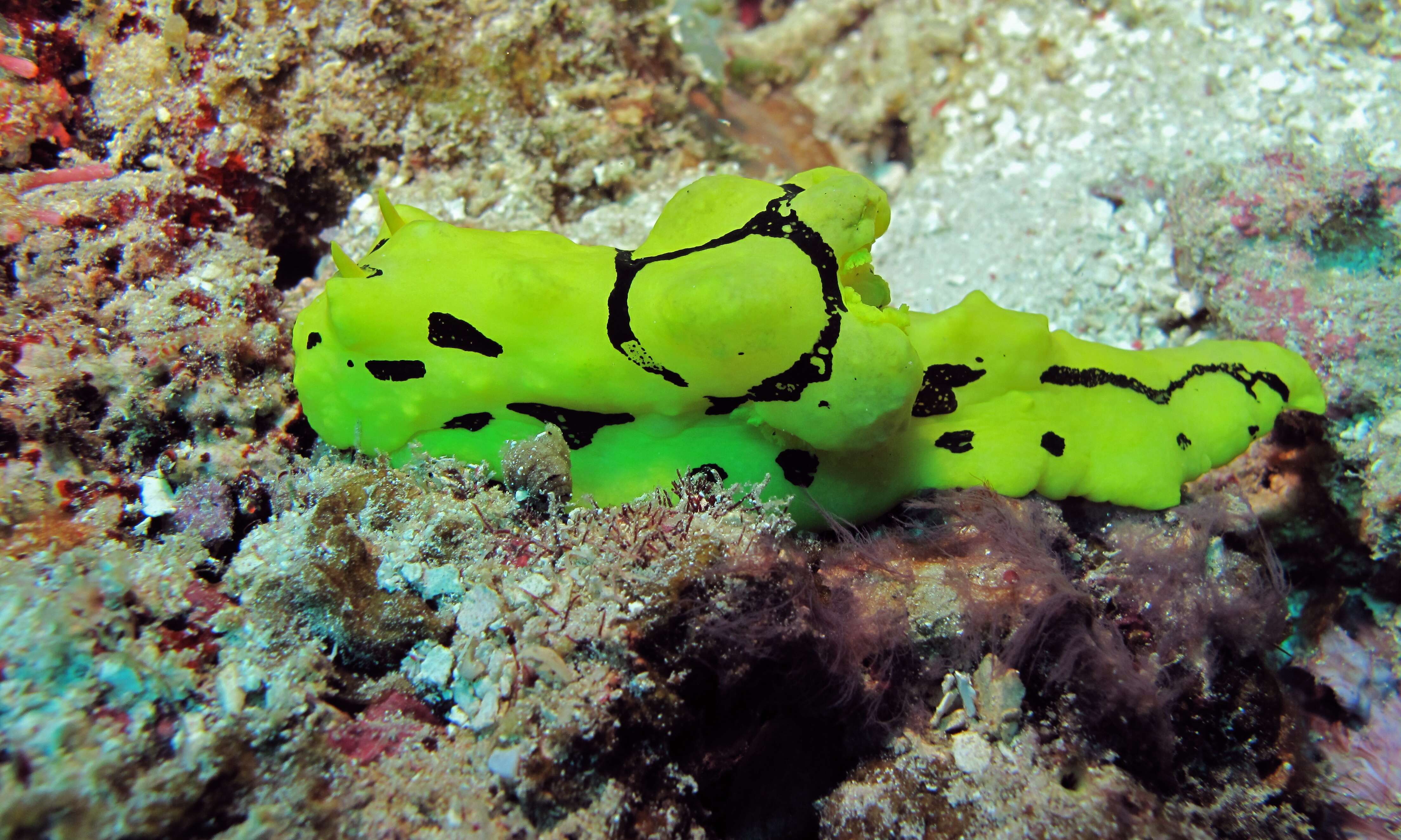 Image of Giant yellow nudibranch