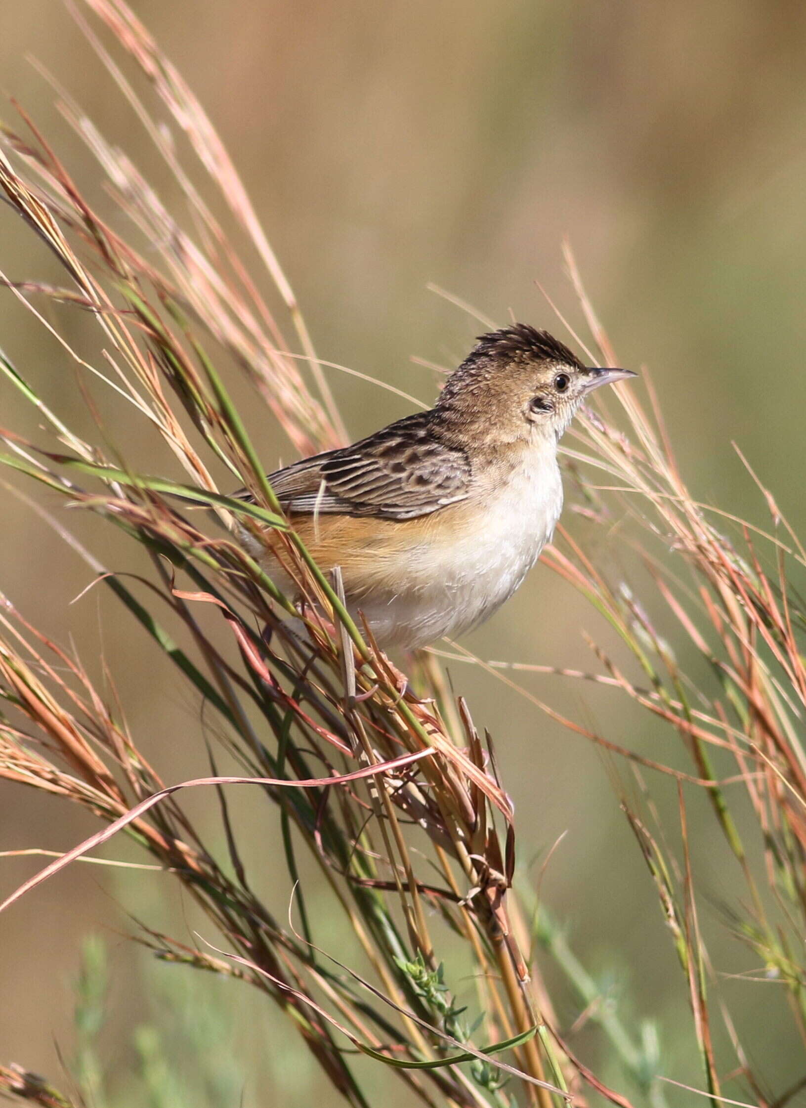 Image of Cisticola Kaup 1829