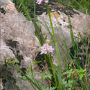 Image of Neotinea tridentata subsp. tridentata