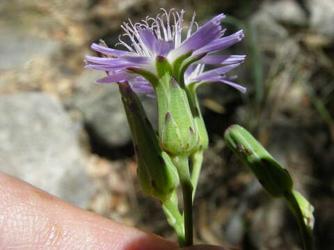 صورة Lactuca pulchella (Pursh) DC.