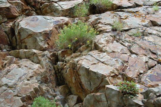 Image of separateleaf chickensage