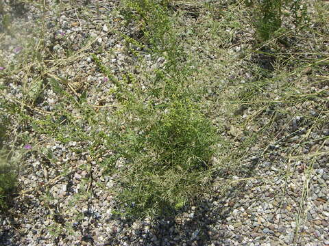 Image of weakleaf bur ragweed