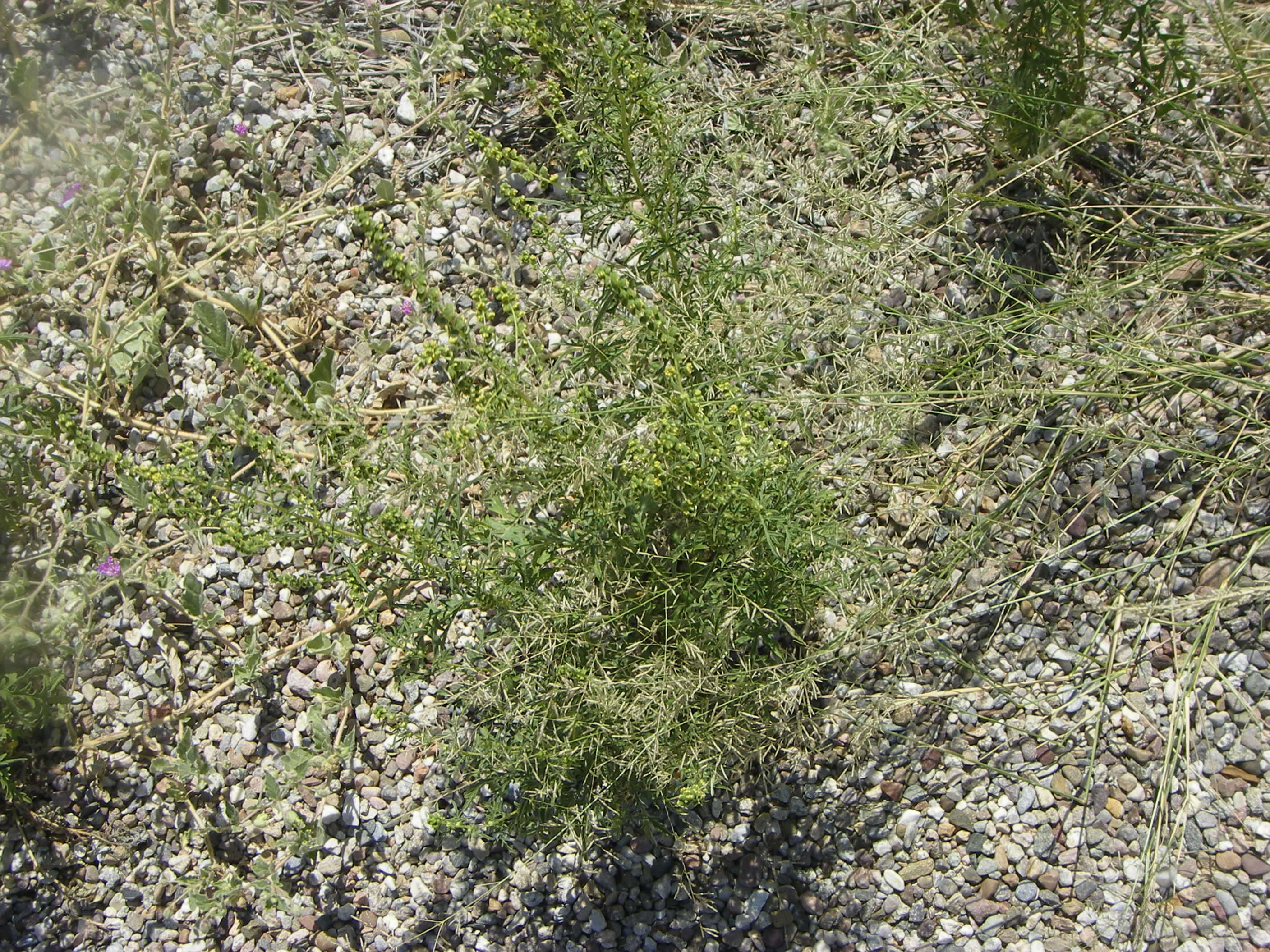 Image of ragweed