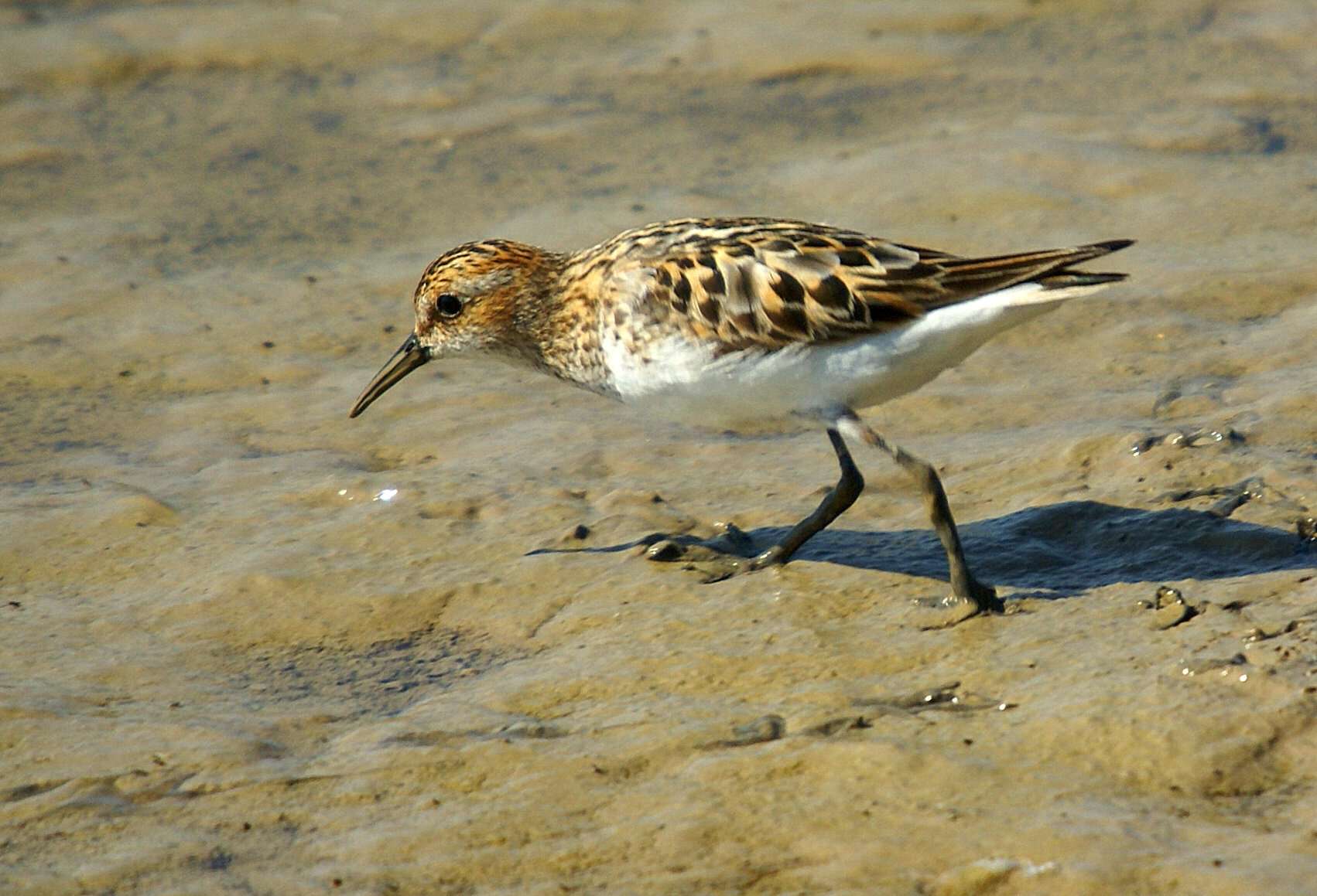 Image of Calidris Merrem 1804