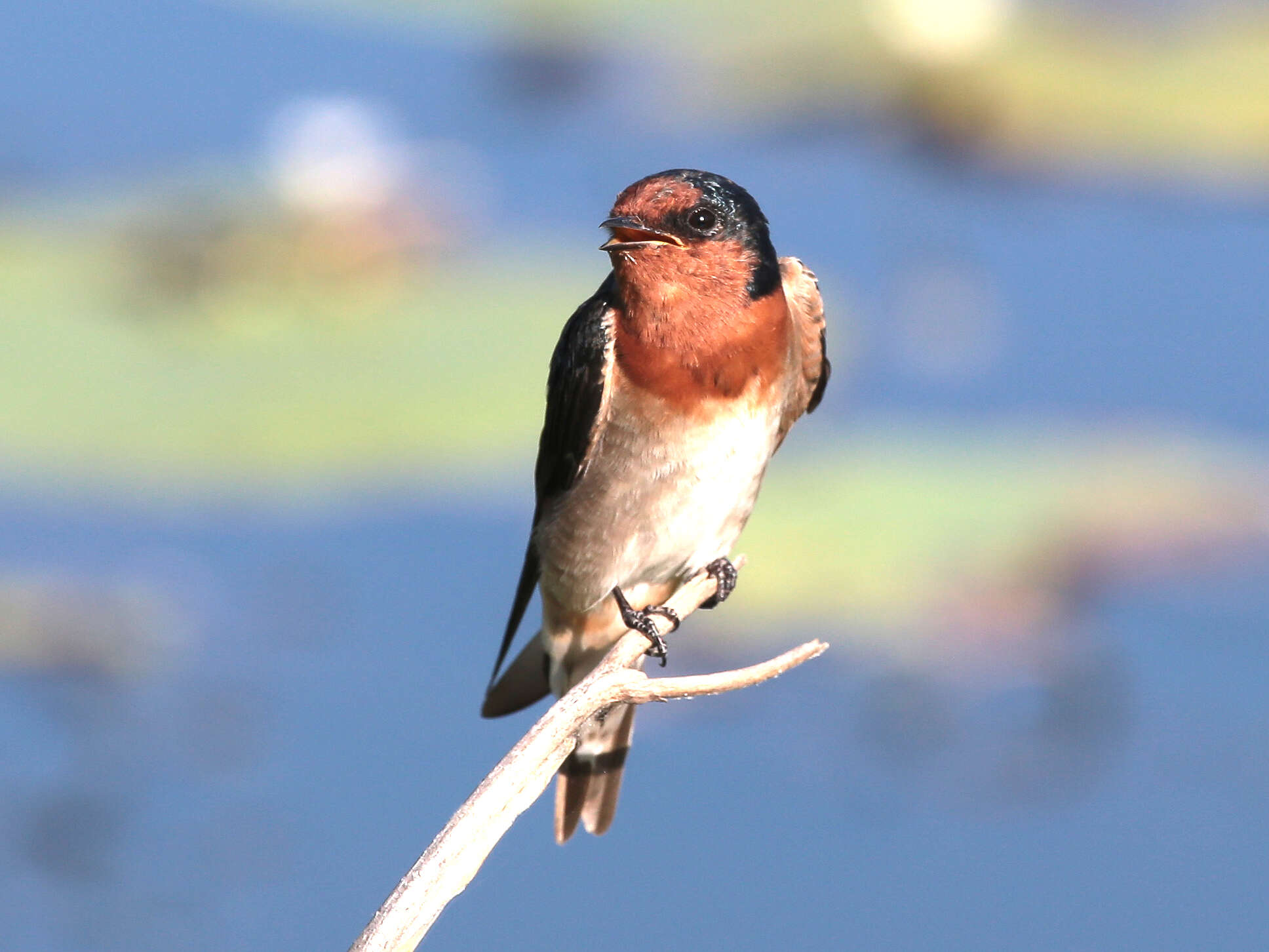 Imagem de Hirundo neoxena Gould 1842