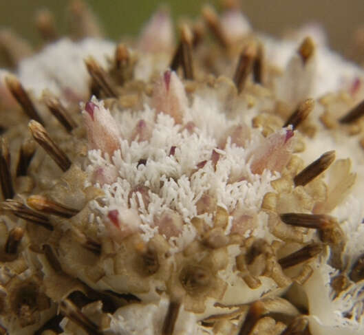 Imagem de Antennaria neglecta Greene