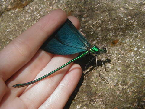 Image of Atrocalopteryx Dumont, Vanfleteren, De Jonckheere & Weekers 2005