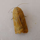 Image of broad-bordered yellow underwing
