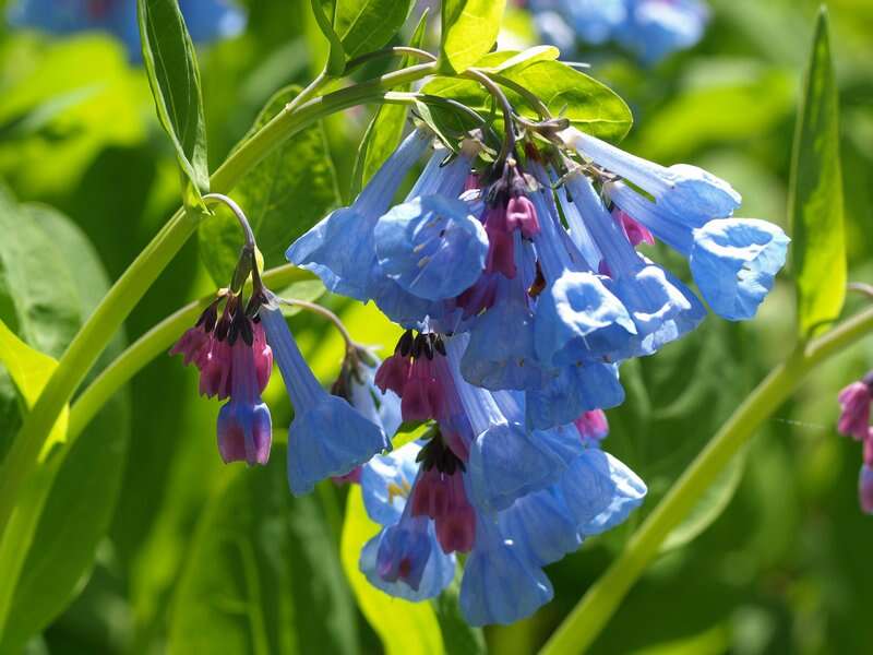 Image of Mertensia