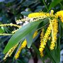 Acacia auriculiformis A. Cunn. ex Benth. resmi