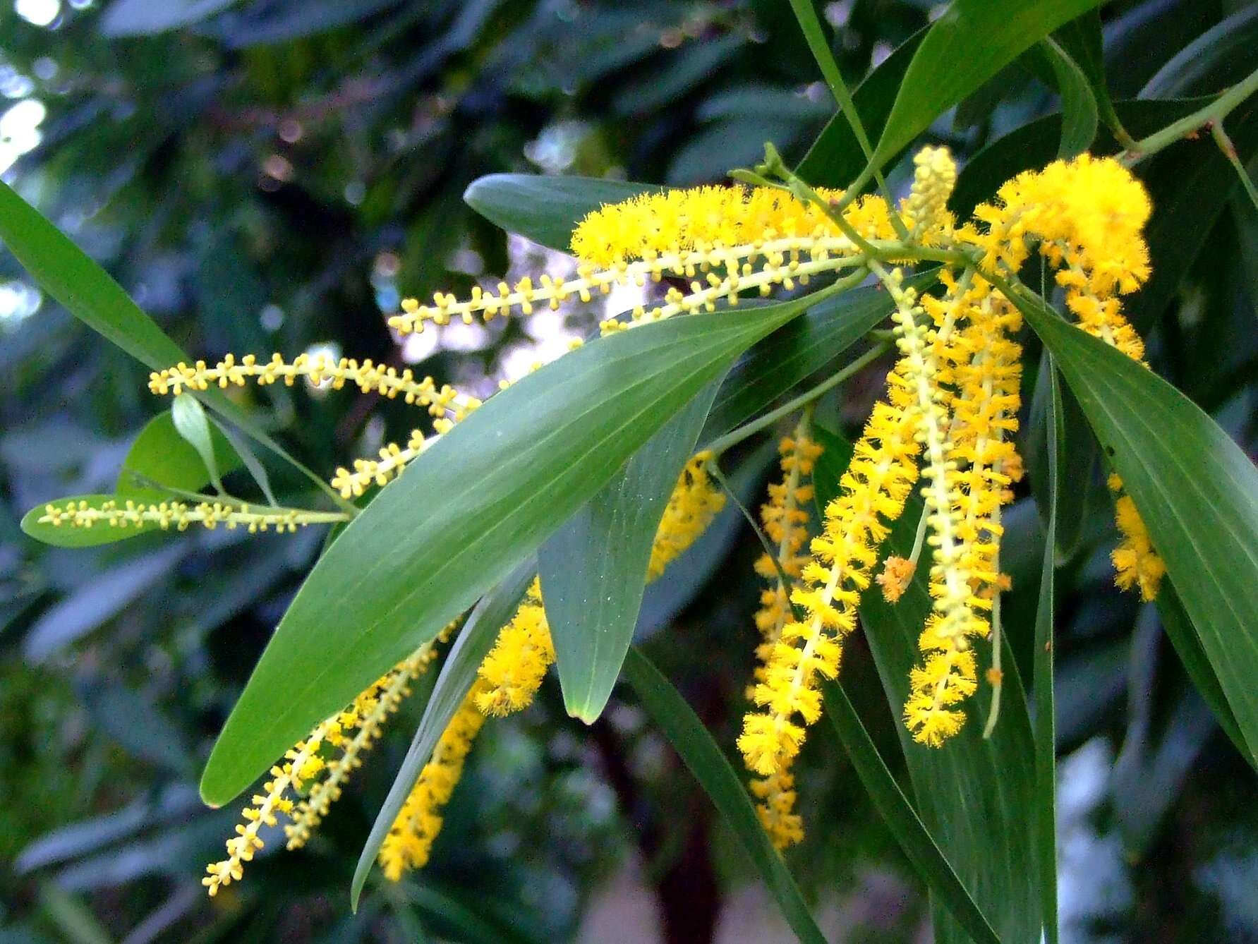 Plancia ëd Acacia auriculiformis A. Cunn. ex Benth.
