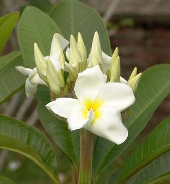 Image de Plumeria rubra L.