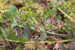 Image of stork's bill