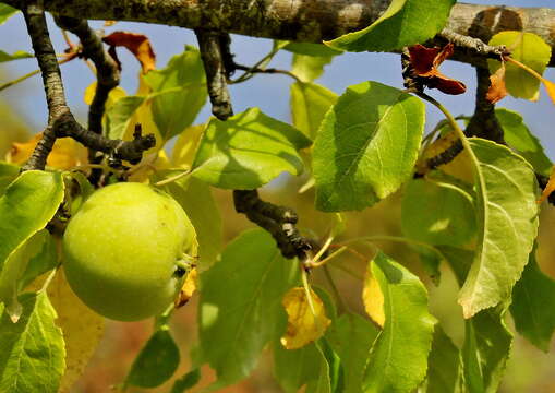 Image of Crab Apple