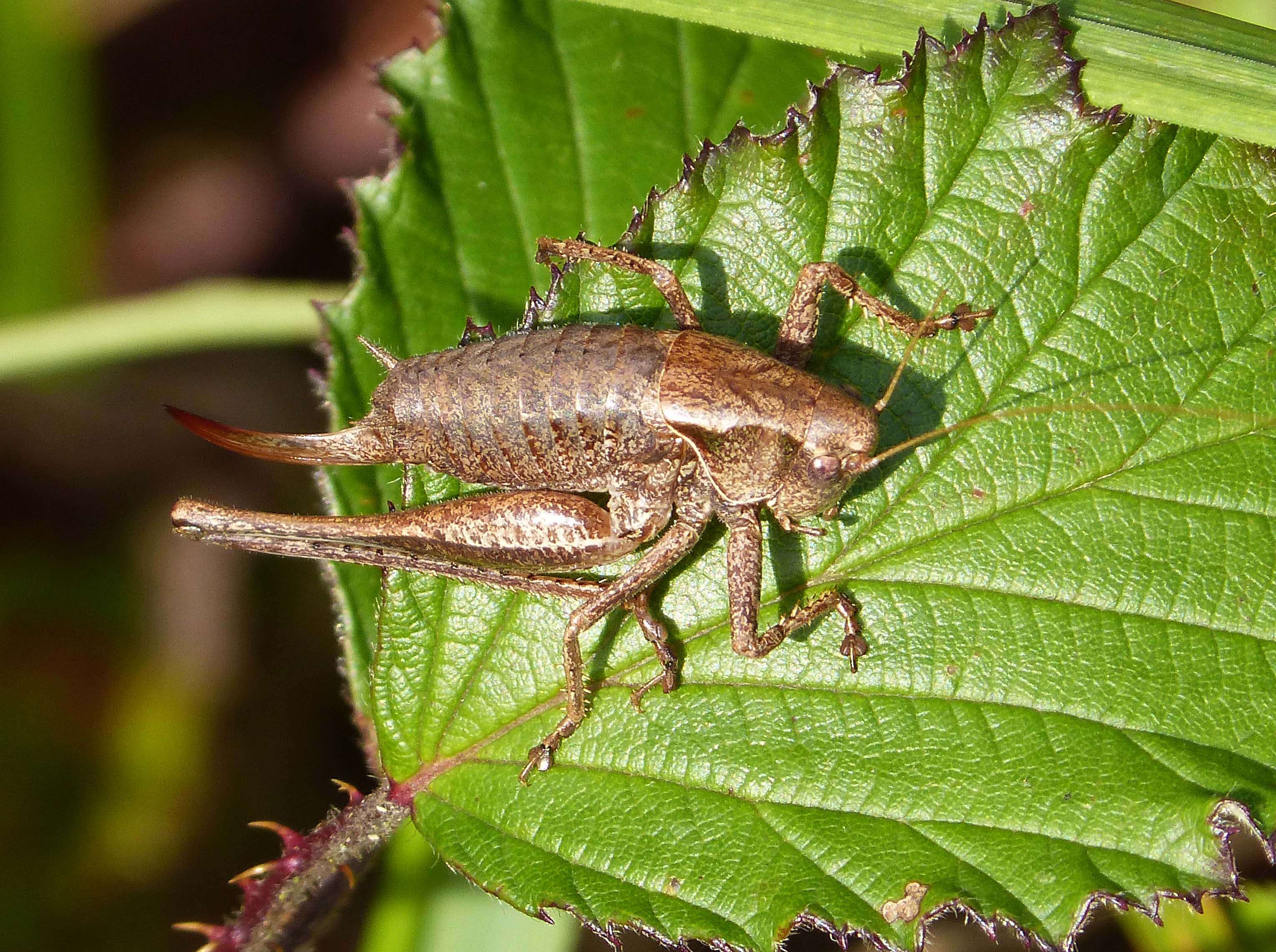 Image of dark bush-cricket