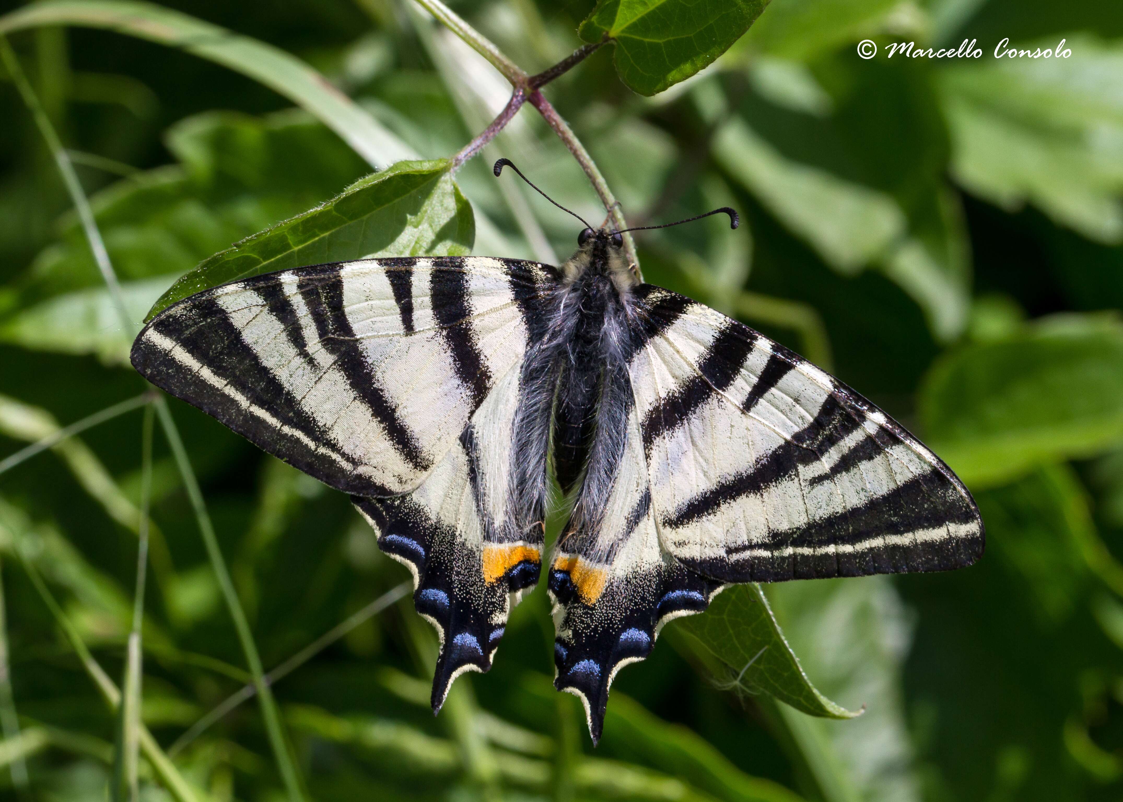 Image of Iphiclides