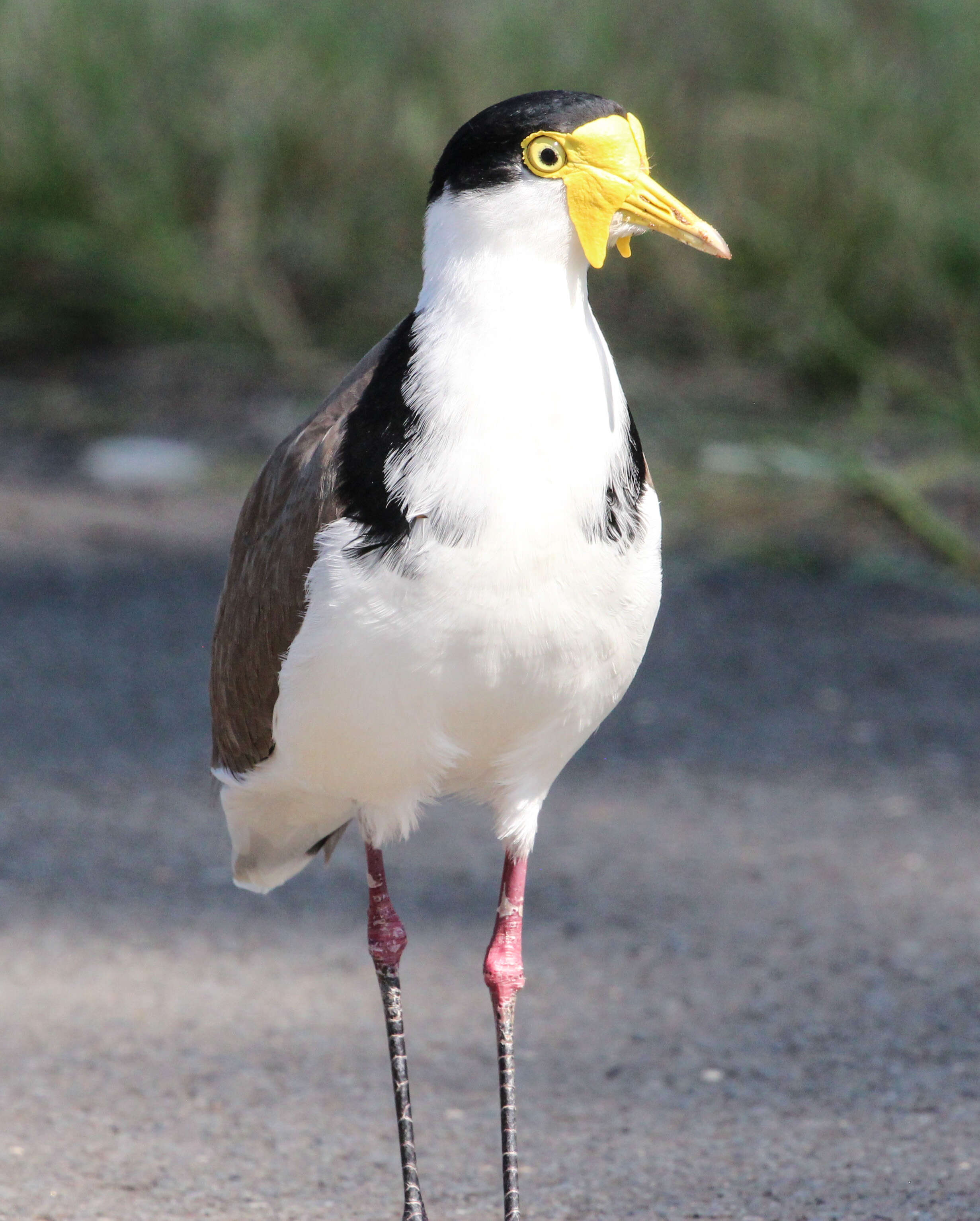 Image of Masked Lapwing