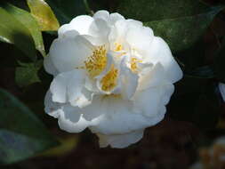 Image of camellia