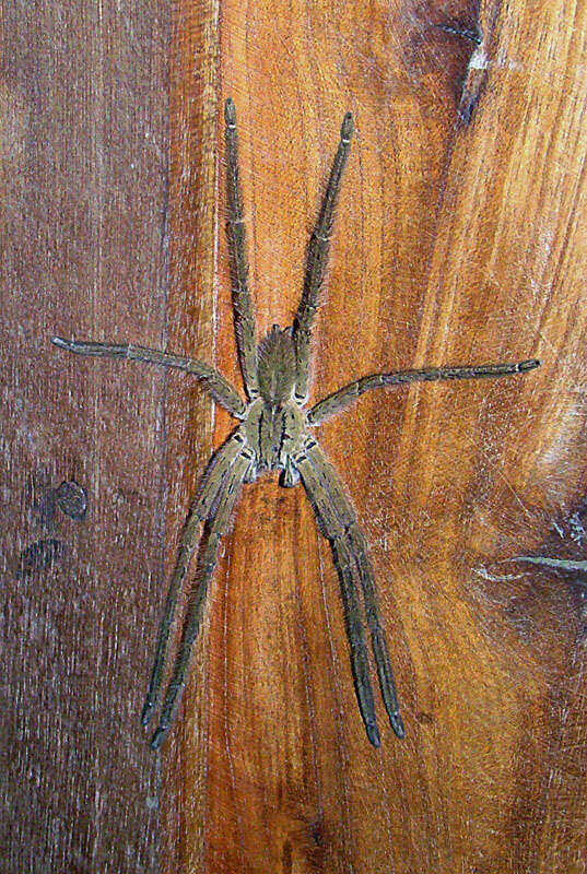 Image of wandering spiders