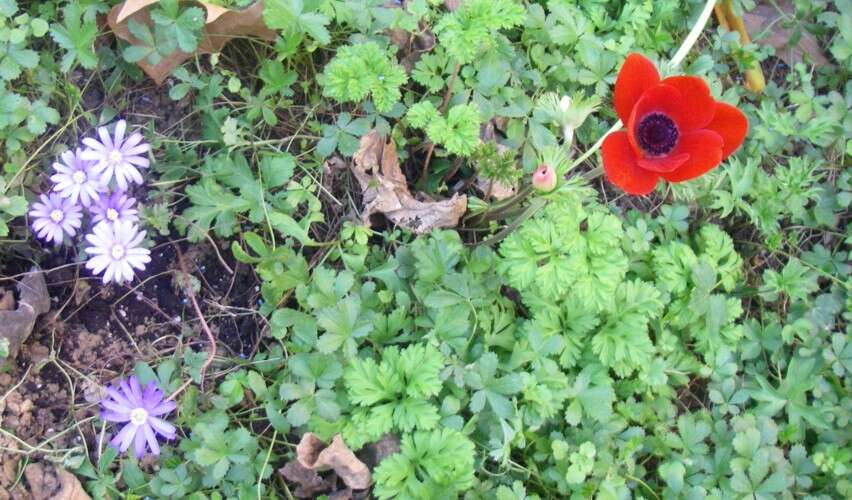 Image of Balkan Anemone