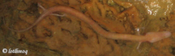 Image of Old World blind cave salamander