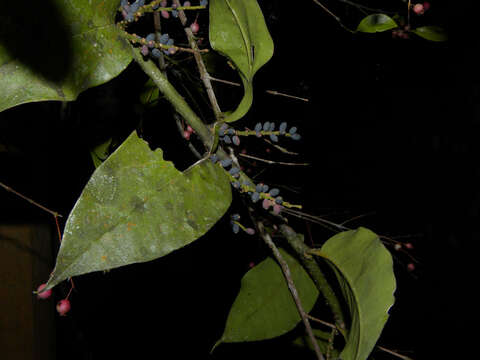 Image de Struthanthus leptostachyus (Kunth) G. Don