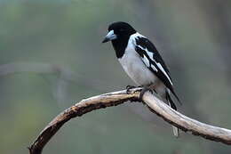 Image of Butcherbird