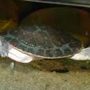 Image of Jardine River Turtle