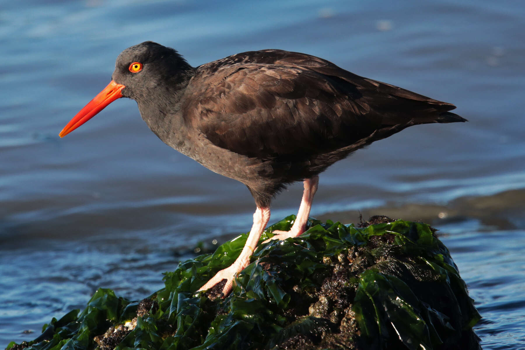 Image of oystercatchers