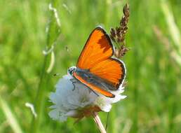 Image of Lycaena